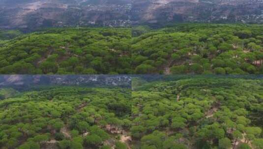 原始森林自然树地球高清在线视频素材下载