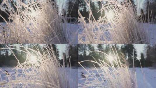 雪地里结霜的野草高清在线视频素材下载