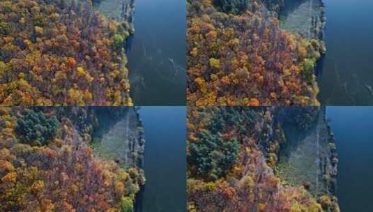 红树林的魅力高清在线视频素材下载