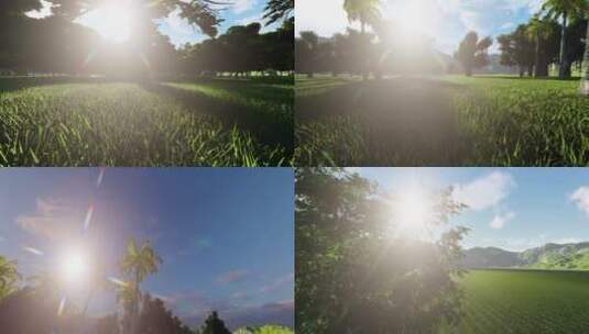 阳光透过树叶森林穿梭高清在线视频素材下载