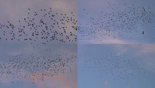 空中飞行的鸟群高清在线视频素材下载