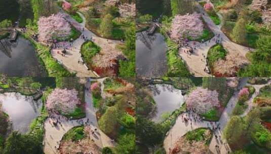 青岛春天青岛中山公园樱花高清在线视频素材下载