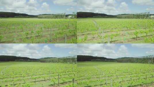 葡萄园酿酒酒庄种植业高清在线视频素材下载