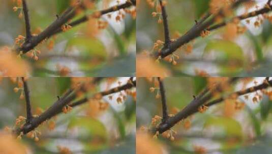 秋天微风桂花盛开微距特写空镜高清在线视频素材下载