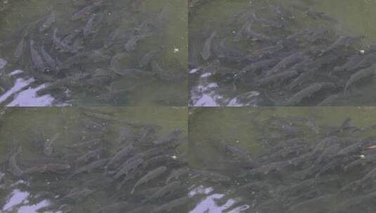 浙江开化古法清水鱼养殖高清在线视频素材下载