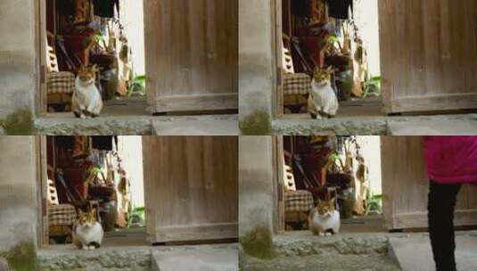 门口等待主人回家的猫高清在线视频素材下载