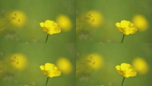 春天微风 美丽的花朵鲜花 特写镜头高清在线视频素材下载