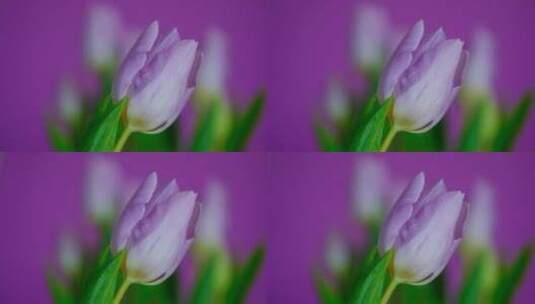 一朵含苞待放的郁金香花高清在线视频素材下载