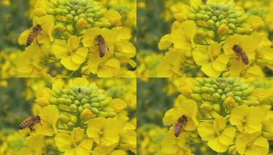 特写慢镜头春天的蜜蜂在油菜花上采蜜飞舞高清在线视频素材下载