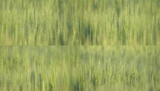麦田小麦麦穗农业绿色丰收田野粮食丰收高清在线视频素材下载