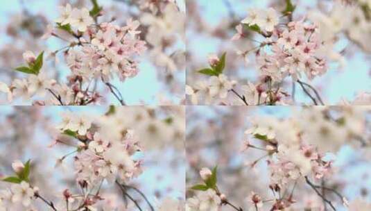 樱花空镜-特写-12高清在线视频素材下载