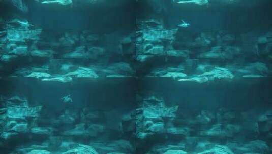 企鹅潜水下水游动慢动作高清在线视频素材下载