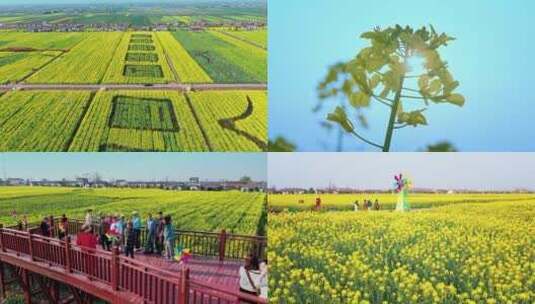 油菜花唯美意境春暖花开蜜蜂采蜜高清在线视频素材下载