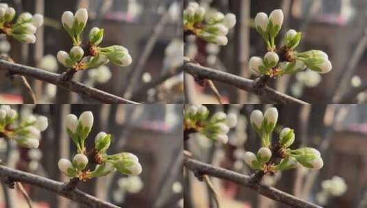 春天盛开的花朵微距高清在线视频素材下载