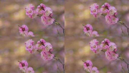 春天梅花盛开唯美特写画面高清在线视频素材下载