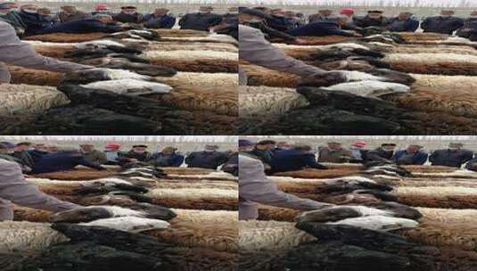 新疆喀什牛羊大巴扎交易的羊高清在线视频素材下载