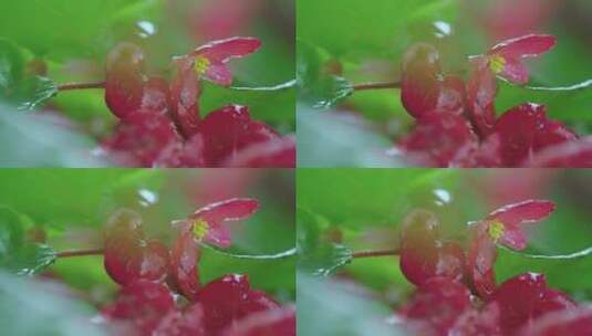 下雨天雨水滴打在花朵上高清在线视频素材下载