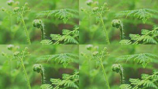 雨中绿植生机勃勃清明时节高清在线视频素材下载