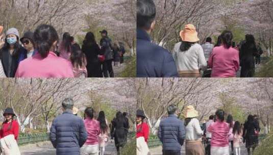 赏樱人群游客高清在线视频素材下载
