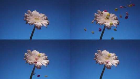水下白菊花旁掉落彩色小圆饼高清在线视频素材下载