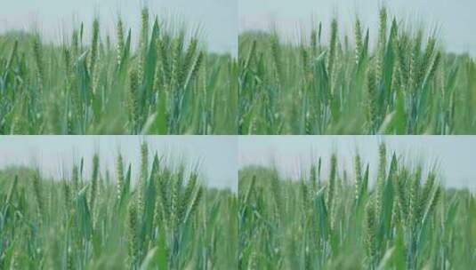 小麦麦田麦穗青小麦灌浆期唯美麦穗高清在线视频素材下载