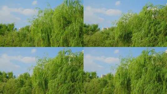 春风吹拂池塘边的杨柳树高清在线视频素材下载