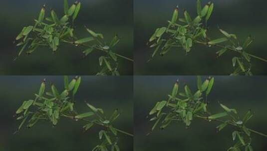 竹叶雨滴高清在线视频素材下载