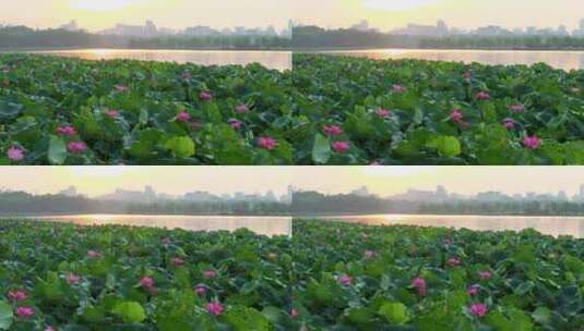 杭州西湖荷花3高清在线视频素材下载