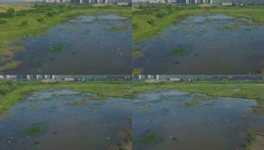 杭州市余杭区南湖苕溪生态环境白鹭栖息航拍高清在线视频素材下载