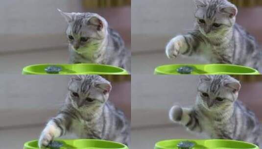 小猫用爪子探宠物饮水器高清在线视频素材下载