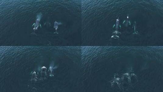 三头座头鲸潜入水下高清在线视频素材下载