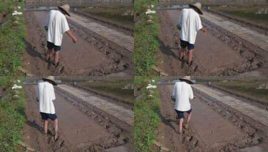 农民撒播水稻种子春天立春雨水芒种小满稻谷高清在线视频素材下载