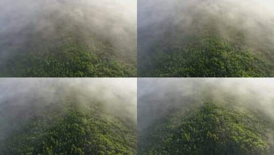 航拍云雾缭绕的阳光绿色松林高清在线视频素材下载