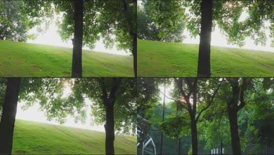 阳光下微微吹动的树木花草高清在线视频素材下载