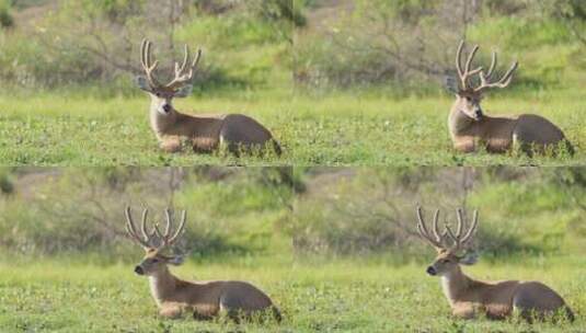 草原上卧着的麋鹿高清在线视频素材下载