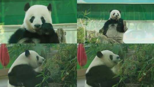 动物园看熊猫中国熊猫高清在线视频素材下载