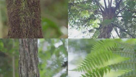 云南普洱森林中的笔筒树（多鳞白桫椤）高清在线视频素材下载