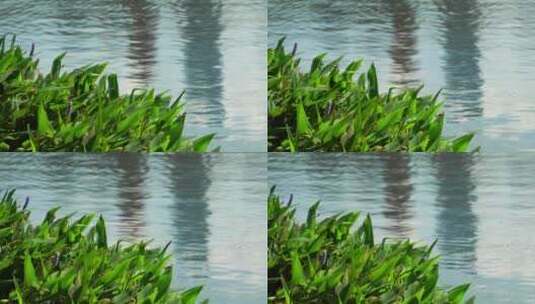 湖畔绿意水光荡漾唯美空镜头高清在线视频素材下载