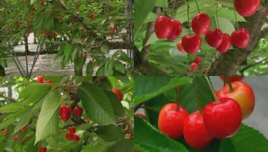 新鲜美味樱桃果园果树生态种植园视频素材高清在线视频素材下载