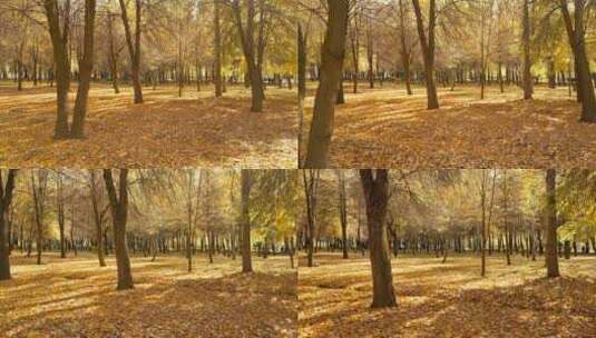美丽的秋天公园风景高清在线视频素材下载