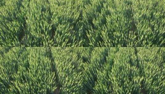 航拍农村春季春耕播种绿色小麦麦田唯美宣传高清在线视频素材下载