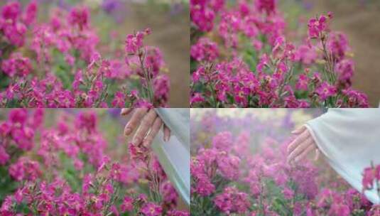 花 触摸  盛开花朵 粉色花开  花特写 摸花高清在线视频素材下载