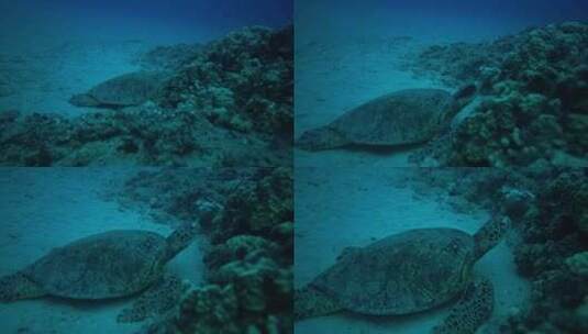 浅海区发现一只正在休息的乌龟高清在线视频素材下载