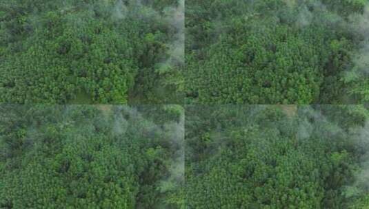 航拍绿色森林密林高清在线视频素材下载