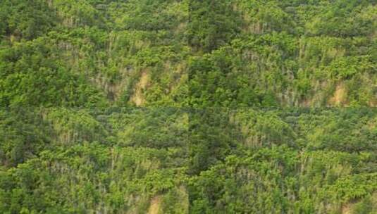 森林航拍 山体绿色植被高清在线视频素材下载