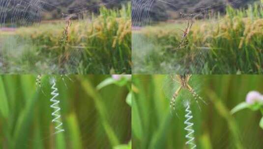 稻田里的蜘蛛高清在线视频素材下载