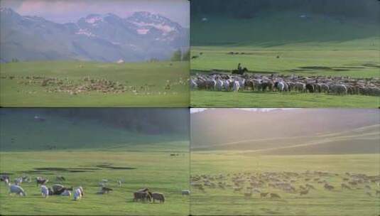 草原牧民放牧牛羊成群高清在线视频素材下载