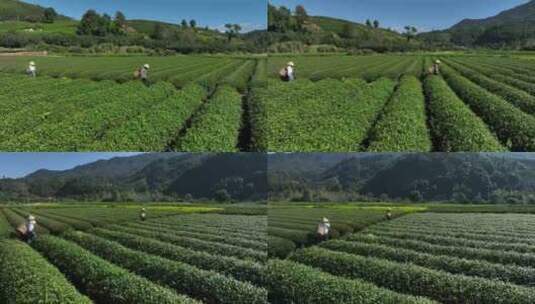 茶叶茶园武夷山茶庄大自然茶园高清在线视频素材下载