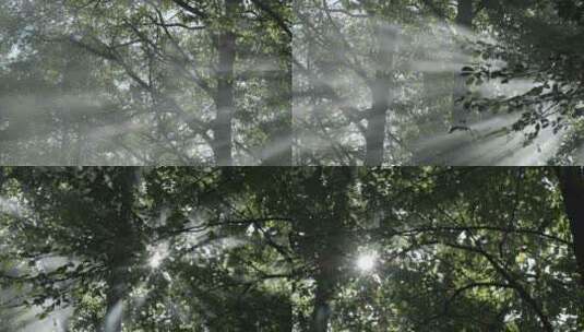 阳光透过树叶 树叶阳光 透过树叶的阳光高清在线视频素材下载