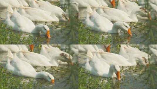 农村散养大白鹅池塘吃水草高清在线视频素材下载